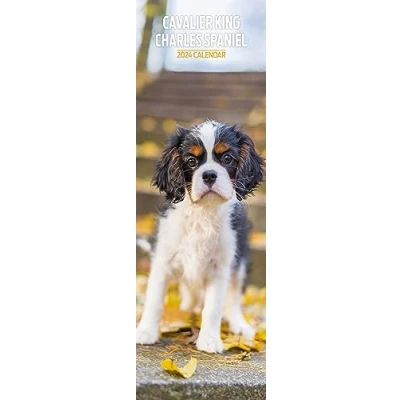Afbeelding van Cavalier King Charles Slim 2024 Kalender