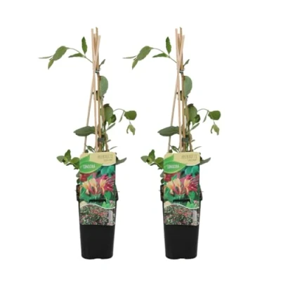 Afbeelding van Bloomique Set van 2 Lonicera Heckrottii Goldflame Kamperfoelie Rood, Geel Klimplanten Tuinplanten Winterhard Pot 15cm 70 80cm Hoog