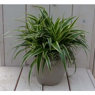 Afbeelding van Chlorophytum in taupe pot 25 cm Warentuin Natuurlijk