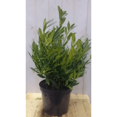 Afbeelding van Prunus Otto 80 cm Warentuin Natuurlijk