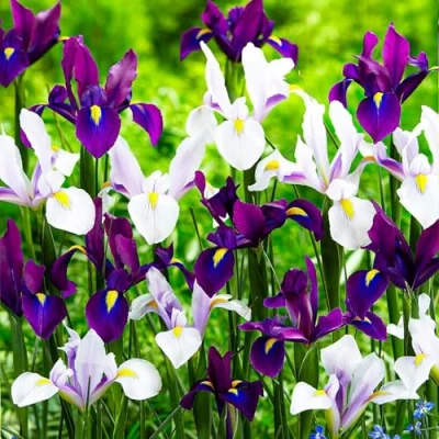 Afbeelding van Dutch Bulbs Iris Paradise Mix Bloembollen 50 stuks Meerkleurig Bloem bollen Meerjarig