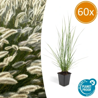 Afbeelding van Tuinplantenshop.com Pennisetum alopecuroides &#039;Hameln&#039; Lampenpoetsergras 60 stuks Ø9cm 10 25cm hoog Tuinplant