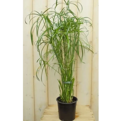 Afbeelding van Parapluplant Papyrus Cyperus Alternifolius Kamerplant Warentuin Natuurlijk