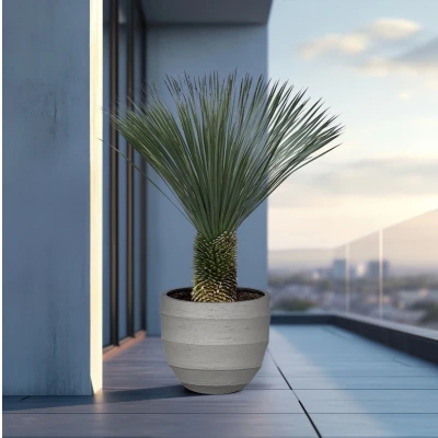 Afbeelding van Yucca Rostrata 190cm