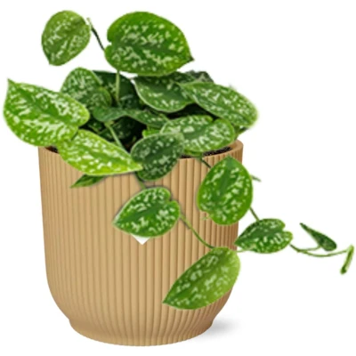 Afbeelding van Plantenboetiek.nl Scindapsus Pictus ‘Argyraeus’ in ELHO Vibes Fold geel Ø14cm 20cm hoog Kamerplant Groenblijvend