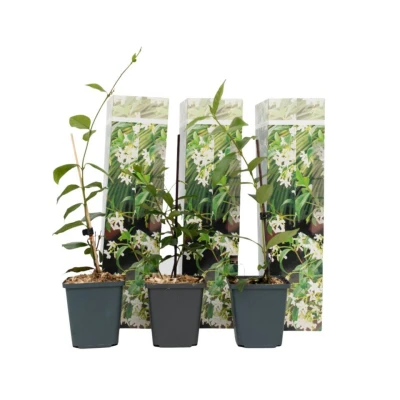 Afbeelding van Toscaanse Jasmijn Set van 3 Tuinplanten Wit Pot 9cm Hoogte 25 40cm