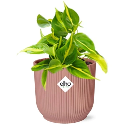 Afbeelding van Plantenboetiek.nl Philodendron Scandens ‘Brasil’ in ELHO Vibes Fold roze Kamerplant Hoogte 10 20cm Potmaat 14cm