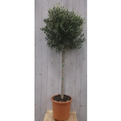 Afbeelding van Olijfboom Olea stamhoogte 100 cm en boomhoogte 180 Warentuin Natuurlijk