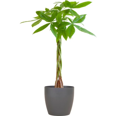 Afbeelding van Plantenboetiek.nl Pachira Aquatica met Viber grijs Ø21cm 80cm hoog Kamerplant Groenblijvend