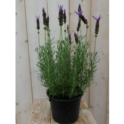 Afbeelding van Kuiflavendel blauw GROOT Warentuin natuurlijk