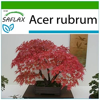 Afbeelding van SAFLAX Bonsai Rode Esdoorn 20 Zaden Met potgrond voor een betere teelt Acer rubrum