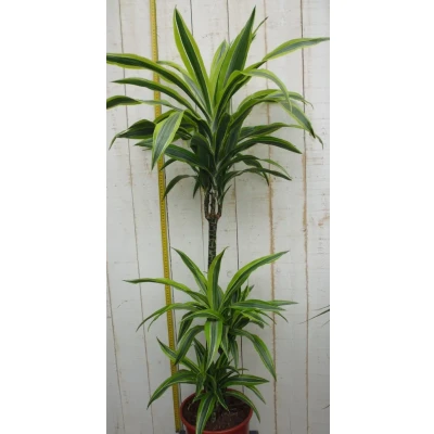 Afbeelding van Kamerplant Drakenbloedboom Dracaena Fragrans Geel Groen 120 cm Warentuin Natuurlijk