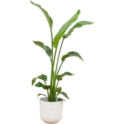 Afbeelding van Green Bubble Strelitzia Nicolai inclusief elho Jazz Round wit Ø23 130 cm