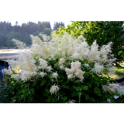 Afbeelding van Geitenbaard Aruncus dioicus
