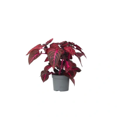 Afbeelding van Iresine Herbstii &#039;Red&#039; Biefstukplant Pot 13cm Hoogte 20 30cm