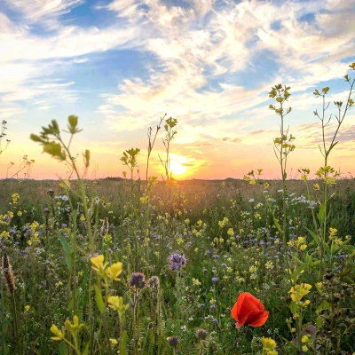 Afbeelding van Bloemzaden Inheems Mengsel 50 Gram ±25 M² MRS Seeds &amp; Mixtures