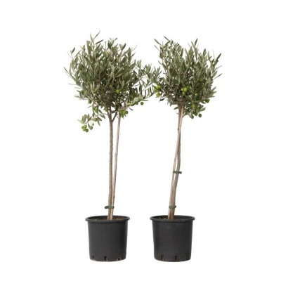 Afbeelding van Olea Europaea Olijfboom op stam Set van 2 Pot 19cm Hoogte 80 90cm