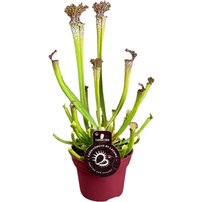 Afbeelding van Plantenboetiek.nl Sarracenia Farnhamii Kamerplant Hoogte 40cm Potmaat 12cm