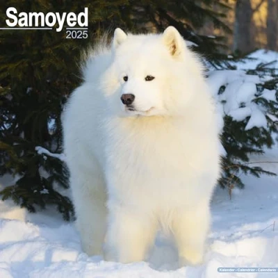 Afbeelding van Samojeed Kalender 2025