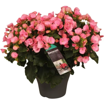 Afbeelding van Plantenboetiek.nl Begonia Betulia Candy Ø19cm 35cm hoog kamerplant Bloeiende