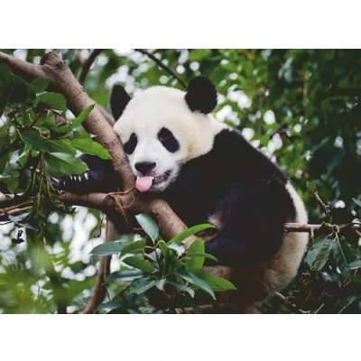 Afbeelding van Ravensburger Puzzle 12000351 Pandabär 500 Teile