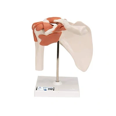 Afbeelding van 3B Scientific A80 Functioneel schoudergewricht + gratis anatomiesoftware slimme anatomie