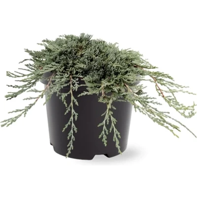 Afbeelding van Juniperus hor. Icee Blue pbr 25 30 cm Conifeer Warentuin Natuurlijk