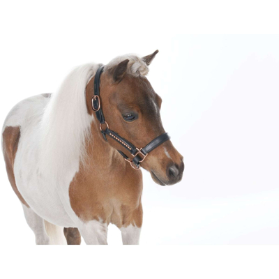Abbildung von HB Halfter Rose Gold Schwarz Fohlen Pony