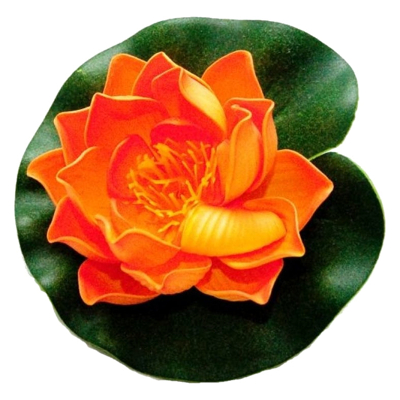 Afbeelding van Velda Drijvende Vijverplant Lotus Oranje 10 Cm