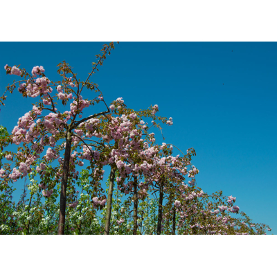 Afbeelding van Treursierkers Prunus serrulata &#039;Kiku shidare&#039; Hoogstam boom