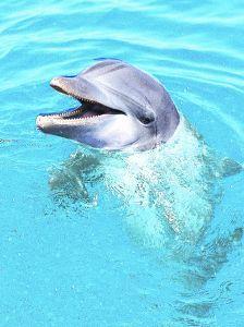 Afbeelding van Animal Essences Dolphin (doflijn) (30 ml)
