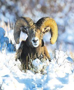 Afbeelding van Animal Essences Bighorn sheep (schaap) (30 ml)