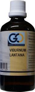 Afbeelding van Go Viburnum Lantana Bio, 100 ml