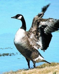 Afbeelding van Animal Essences Canada goose (Canadese gans) (30 ml)