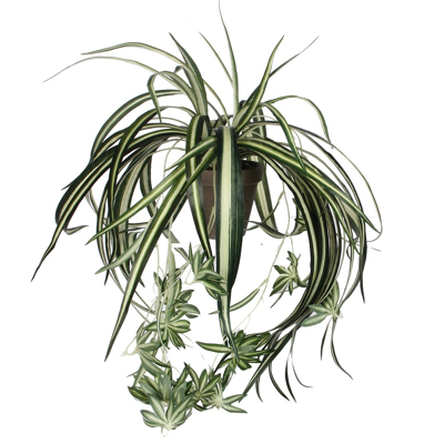 Afbeelding van Mica Decorations chlorophytum groen in pot stan grijs d11,5 45x45