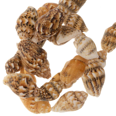 Image de Perles Coquillage (10 16 x 7 10 mm) Brown (30 pièces)