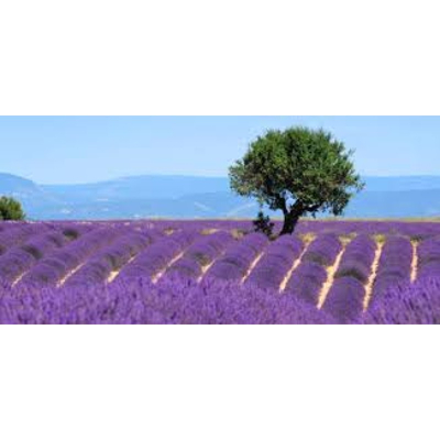Afbeelding van Volatile Lavendel berg bio 5 ml
