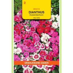 Afbeelding van Dianthus duizendschoon wee willie gemengd