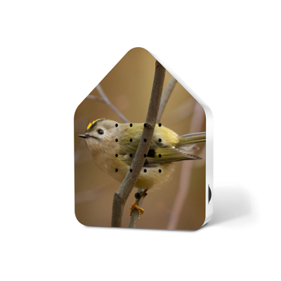 Afbeelding van Relaxound Bewegingssensor Zwitscherbox Met Vogelgeluiden Limited Edition Spring 24 Goldcrest 3,5x11x14,5cm Nice thingZ