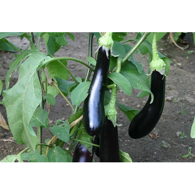 Abbildung von Solanum melongena Bio Gemüse