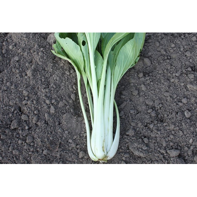 Abbildung von Paksoi &#039;Taisai&#039; Brassica rapa Bio Gemüse