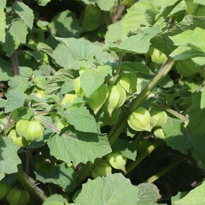 Abbildung von Wassermelone &#039;Sugar Baby&#039; Citrullus lanatus Bio Gemüse
