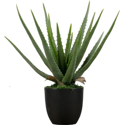 Afbeelding van Woood Plant Aloe Vera 46cm 373816 G