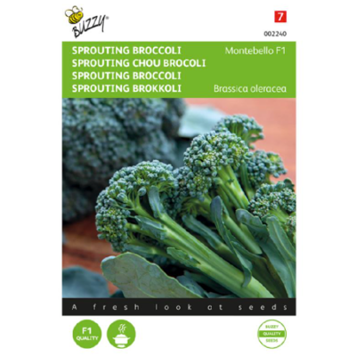 Afbeelding van Sprouting Broccoli Montebello F1 Compact stengelbroccoli of aspergebroccoli