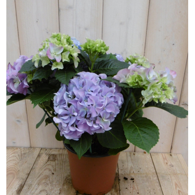 Afbeelding van Hortensia Blauw 30 40 cm 4 tot 6 bloemen Warentuin Natuurlijk