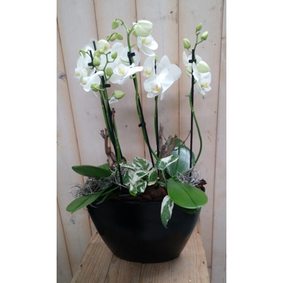 Afbeelding van Orchidee Phalaenopsis Wit 4 stelen Waterntuin Natuurlijk Warentuin