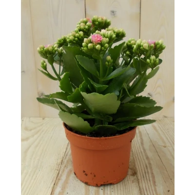 Afbeelding van 2 stuks! Kalanchoe roze Warentuin Natuurlijk