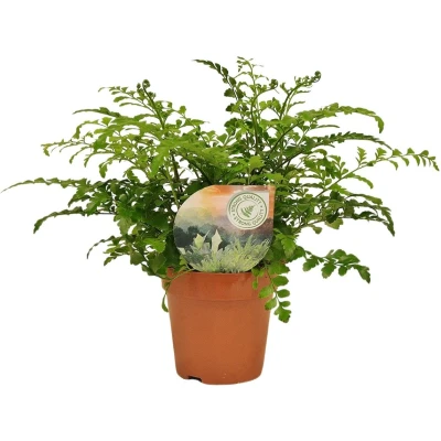 Afbeelding van Plantenboetiek.nl Asplenium Parvati Kamerplant Hoogte 35cm Potmaat 12cm