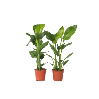 Afbeelding van Strelitzia Nicolai Set van 2 Paradijsvogelplant Pot 17cm Hoogte 55 70cm