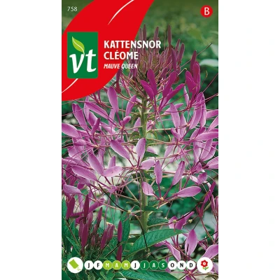 Afbeelding van Kattensnor &#039;Mauve Queen&#039; Zaden Prachtige Paarse Bloemen voor Border en Bloembedden